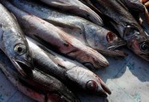 Organismos coordinan fiscalización para veda de merluza austral