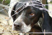 Con arraigo nacional quedó una mujer y su hijo acusados de maltrato animal en Puerto Montt.