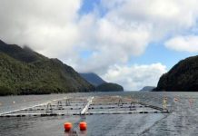 Seremi del Trabajo Los Lagos destacó mercado laboral atractivo y dinámico por nuevo informe de desempleo