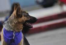 Diversas críticas genera promulgación de Ley Tenencia Responsable de mascotas