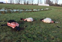 Abigeatos en la provincia de Osorno registran disminución a la fecha reportó de Carabineros