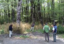 CONAF y NO la Seremi de Salud informó de un probable caso de Hantavirus en Parque Nacional Puyehue.