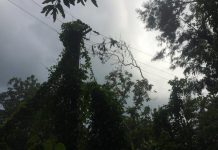 Saesa reporta que 1.300 clientes continúan sin electricidad en la provincia de Osorno