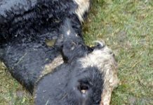 Nuevo ataque de perros asilvestrados dejó 4 vacunos muertos