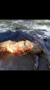 Nuevo ataque de perros asilvestrados dejó 4 vacunos muertos