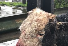 En menos de 24 horas perros asilvestrados atacaron ganado en Chanchan, Río Negro