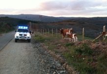 Nuevo delito de abigeato se registró en sector rural Los Bajos, Frutillar
