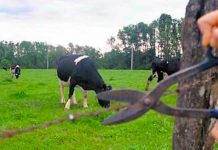 Tres delitos de abigeato se registraron en distintas comunas de la Provincia Osorno