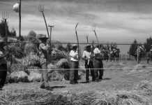Agricultor Adolfo Ide: “La Reforma Agraria dañó las relaciones interpersonales y terminó con la producción agrícola del país”