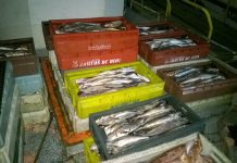 Más de 5 toneladas de merluza se han decomisado durante la veda del producto