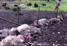 Perros asilvestrados matan a 11 ovejas y 5 corderos en Nochaco