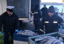 Han incautado más de 5 toneladas de merluza Austral en veda