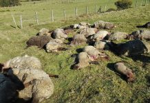 Jauría de perros asilvestrados atacó a 18 ovejas y sus corderos en Dalcahue