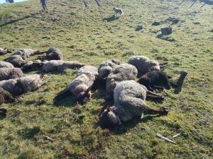 Jauría de perros asilvestrados atacó a 18 ovejas y sus corderos en Dalcahue