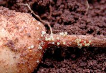 Lanzan plataforma web para prevenir plaga en la papa que disminuye el cultivo