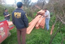 Conaf había realizado 42 denuncias por tala ilegal en faldeos de Volcán Calbuco