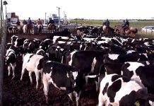 Abrieron postulaciones a beca Corpcarne-UC 2018 para magister en producción animal