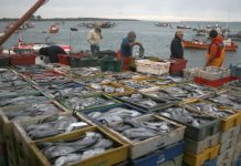 En alerta Pescadores de reineta tras pronunciamiento de Subpesca como especie migratoria.