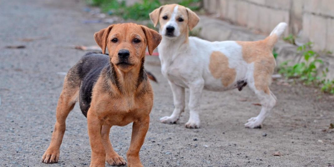 650684_esterilizacion-canina