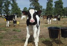 Corpcarne dará a conocer experiencia Británica en crianza de terneros