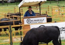 Con calidad genética como sello, INIA prepara día del Toro