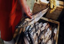 Extraerán más de 200 toneladas de salmones que permanecen muertos en Chonchi, Chiloé