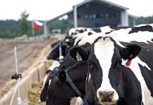 Agricultores de Los Ríos molestos por manejo de fiebre Q por parte del MINSAL