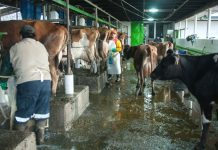 Ministerio de Salud decreta Alerta Sanitaria por brote de Fiebre Q en región de La Araucanía, Los Ríos y Los Lagos
