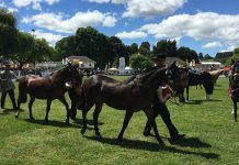 Los caballos se adueñaron del protagonismo en jornada final de SAGOFISUR Centenario