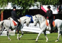 La Escuela Clásica Lipizzana se presentó ante una elipse repleta