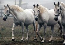 Atractivos para este sábado en la Fisur destacan a la muestra de caballos de la Escuela Lipizzana