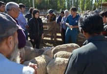 Convenio entre Municipalidad de Puerto Varas y Pro Carne permitió capacitar a productores ovinos