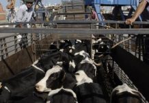 Más de cuatro mil cabezas de vacunos exporta la región de Los Lagos a China