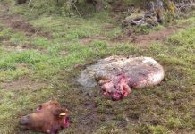 Nuevo abigeato queda al descubierto en Puyehue