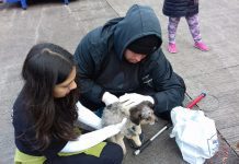 Animalistan estan en contra de propuestas de Reglamentos Complementarios para nueva Ley