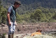 Ministerio Agricultura trabaja en rescate de animales y ayuda a agricultores en Chaitén