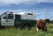 En un 20 por ciento aumentaron los delitos de abigeato en la Provincia de Osorno