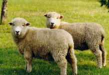 Avanzan en un proyecto para innovar en productos a base de carne de cordero en Chile