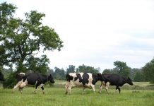 Alza de solo un 5,2 % en producción de leche revela estancamiento en el sector