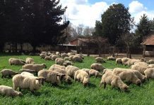 Productor sufre robo de corderos y oveja en la comuna de San Pablo