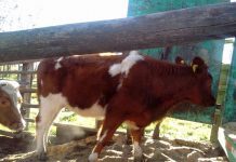 Roban 12 vaquillas avaluadas en 3 millones de pesos en Puerto Octay