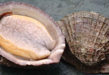 En 15 regiones y por 5 años se decretó veda extractiva del recurso loco