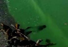 Preocupación por mancha verde en el borde costero de Queilen en Chiloé