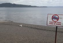 Puerto Varas: Playa de Puerto Chico no fue habilitada por contaminación en Lago Llanquihue