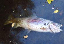 Denuncian masiva mortandad de peces en Pampa Alegre