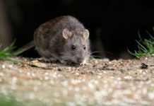 Nuevo caso sospechoso de virus hanta en Futaleufú