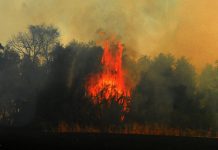 Más de 300 hectáreas han sido arrasadas por un incendio forestal en  Calbuco