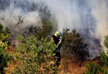 Cerca de 30 hectáreas han sido consumidas por  incendios forestales en Chiloé