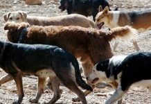 Agricultores Puerto Varas conocieron propuestas para evitar ataque de perros asilvestrados
