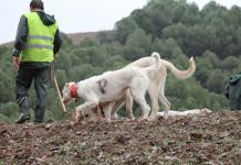 Aprueban proyecto que apoya a para agricultores afectados por ataques de perros asilvestrados